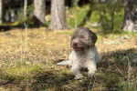 Un Lagotto Romagnolo allongé sur un terrain herbeux