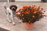 Un Lagotto Romagnolo sur une terrasse portant un collier autour du cou