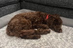 Un Lagotto Romagnolo allongé dans un panier