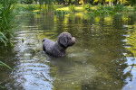 Un Lagotto Romagnolo marchant dans l'eau et portant un collier autour du cou