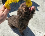 Un Lagotto Romagnolo voulant mordre l'objet en fleurs qu'on lui tend 