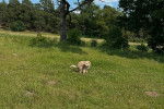 Un Lagotto Romagnolo sur un terrain herbeux
