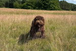 Un Lagotto Romagnolo sur une surface herbacée