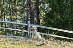 Un Lagotto Romagnolo assis à proximité d'une clôture en bois