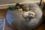 Deux Lagotto Romagnolo allongés sur un grand coussin