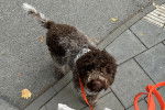 Un Lagotto Romagnolo tenu en laisse