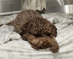 Un Lagotto Romagnolo allongé sur un lit