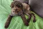 Un Lagotto Romagnolo allongé dans un canapé