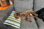 Un Lagotto Romagnolo allongé dans un canapé
