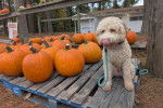 Un Lagotto Romagnolo assis sur un plancher en bois et tenu en laisse