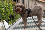 Un Lagotto Romagnolo sur une terrasse et tenu en laisse