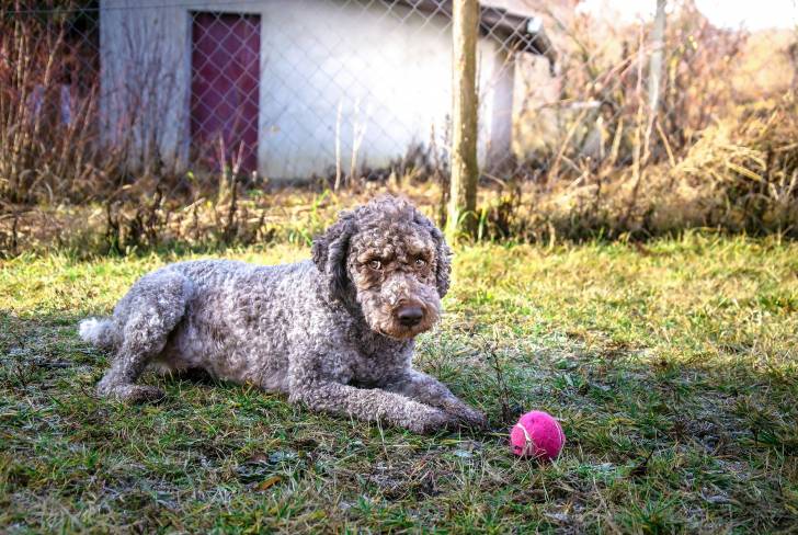 Photo Lagotto Romagnolo