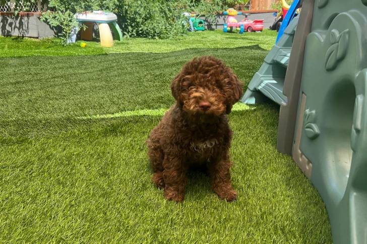 Un Lagotto Romagnolo assis sur une surface gazonnée et regardant vers la caméra