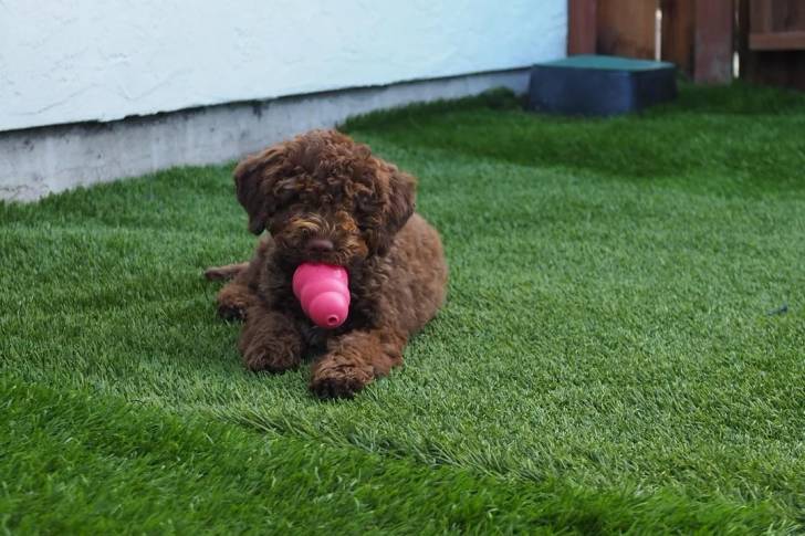 Un Lagotto Romagnolo allongé sur une surface gazonnée et tenant un objet dans sa gueule 