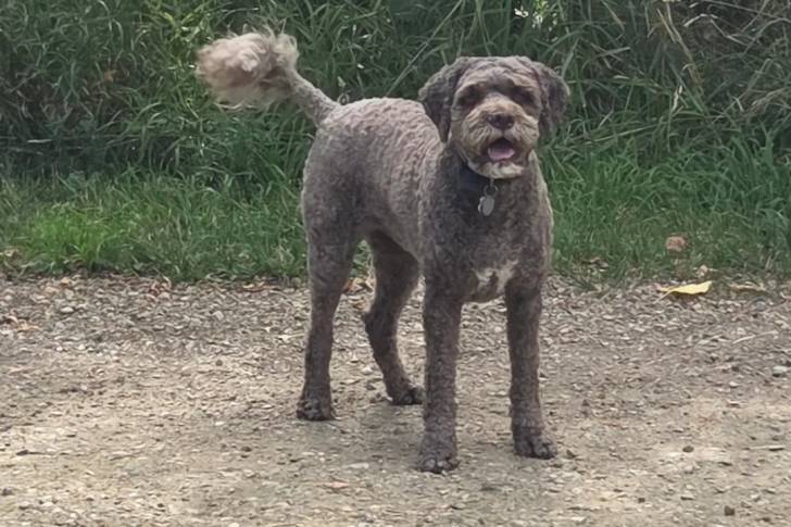 Un Lagotto Romagnolo portant un collier autour du cou et ayant la gueule légèrement ouverte