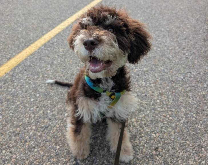 Un Lagotto Romagnolo assis sur une voie goudronnée et tenu en laisse