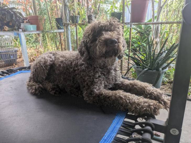 Un Lagotto Romagnolo allongé sur un brancard et regardant vers la caméra