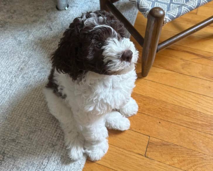 Un Lagotto Romagnolo assis sur une moquette dans un appartement