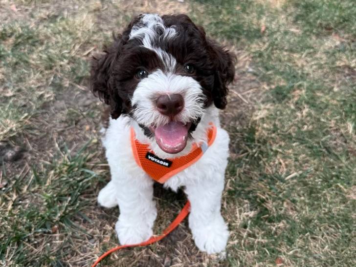 Un Lagotto Romagnolo assis sur un terrain herbeux portant un harnais et ayant la gueule ouverte