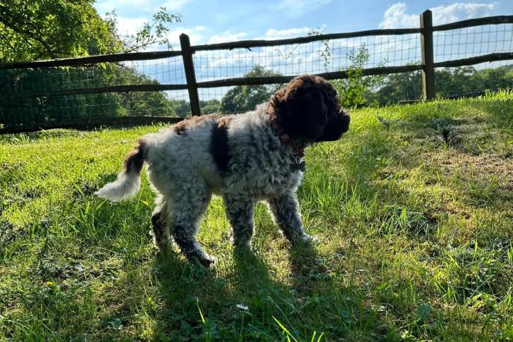 Un Lagotto Romagnolo marchant sur un terrain herbeux et portant un collier autour du cou