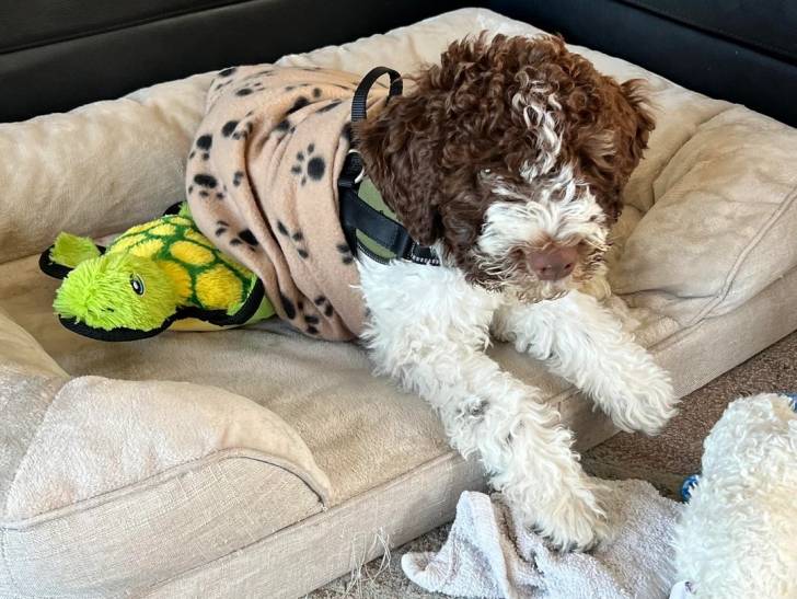 Un Lagotto Romagnolo allongé dans un panier et portant un harnais 