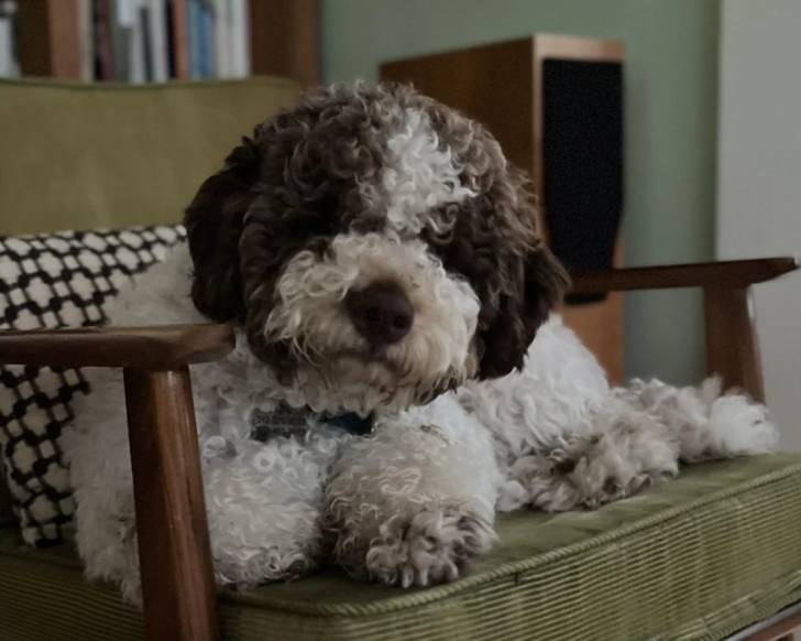 Un Lagotto Romagnolo allongé sur un fauteuil et portant un collier autour du cou