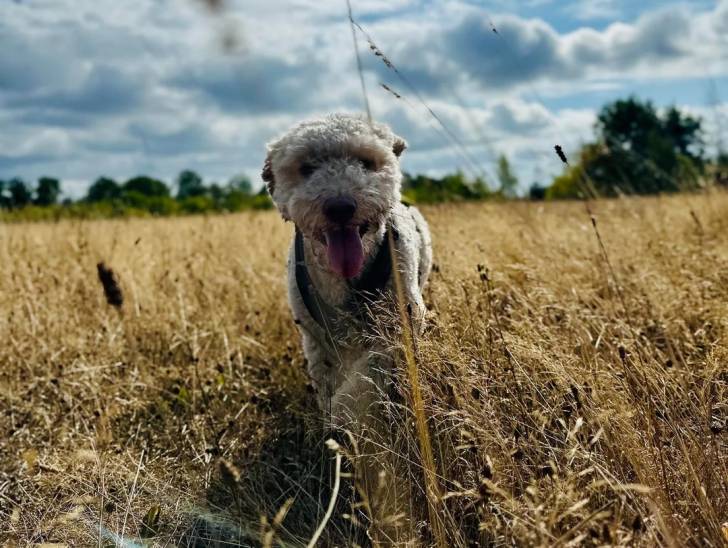 Un Lagotto Romagnolo marchant dans un champ et tirant la langue