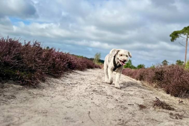 Un Lagotto Romagnolo marchant sur un sentier et portant un harnais