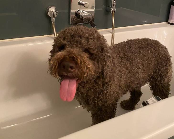 Un Lagotto Romagnolo dans une baignoire et tirant la langue