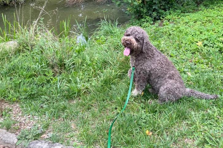 Un Lagotto Romagnolo assis sur un terrain herbeux tenu en laisse et tirant la langue