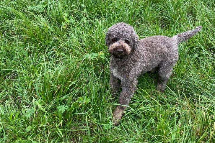 Un Lagotto Romagnolo sur une surface herbacée