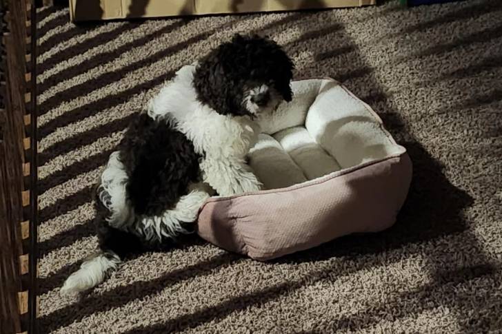 Un Lagotto Romagnolo assis dans un panier et regardant vers la caméra