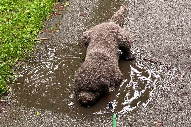 Un Lagotto Romagnolo s'hydratant dans une flaque d'eau et tenu en laisse