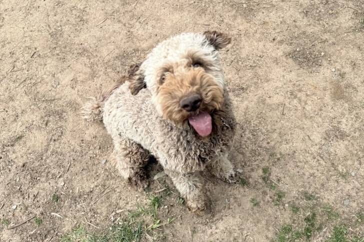 Un Lagotto Romagnolo assis sur une surface sableuse et tirant la langue