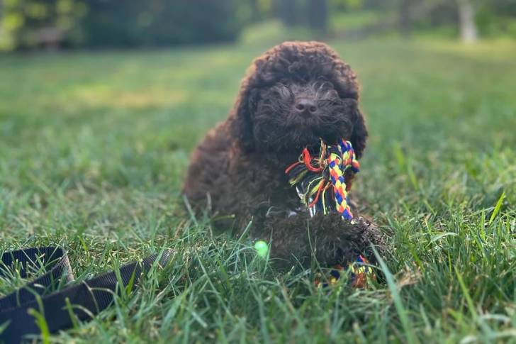 Un Lagotto Romagnolo allongé sur un terrain herbeux et tenant une corde dans sa gueule