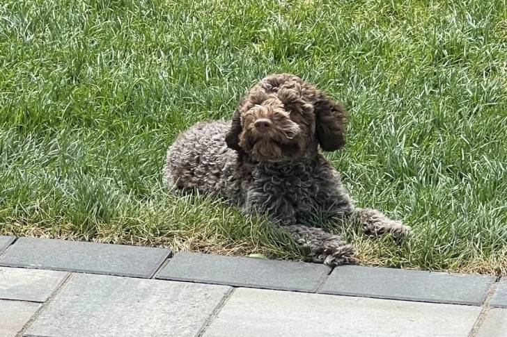 Un Lagotto Romagnolo allongé sur un terrain herbeux