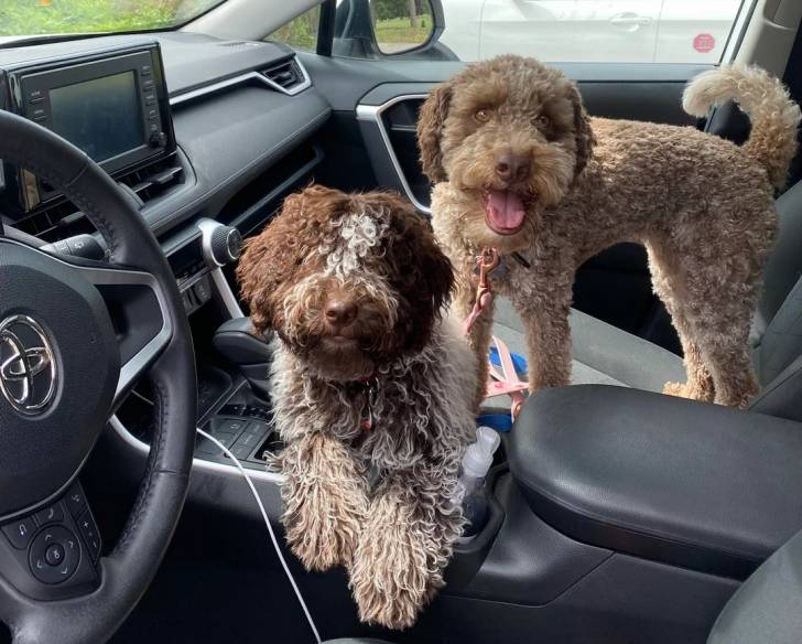 Deux Lagotto Romagnolo dans un véhicule