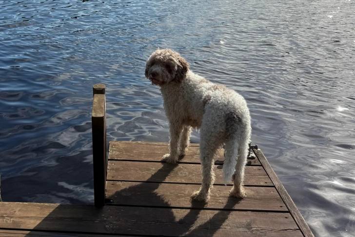 Un Lagotto Romagnolo se tenant sur un pont au bord d'un lac
