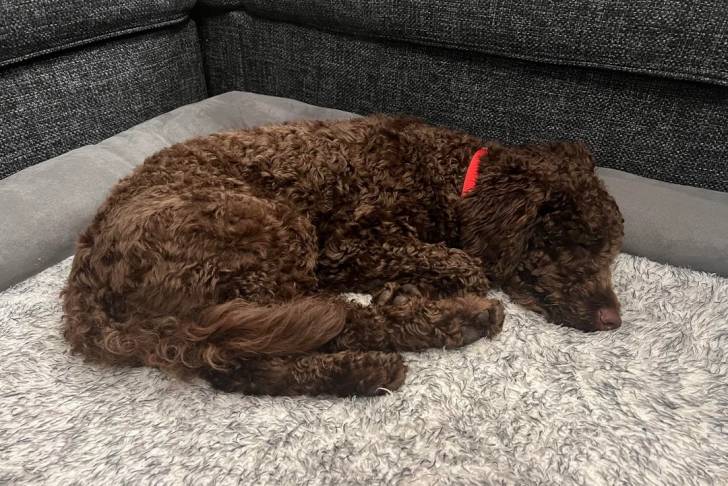 Un Lagotto Romagnolo allongé dans un panier