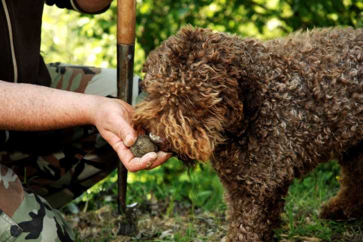 Photo Lagotto Romagnolo