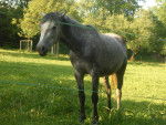 Campanita - (7 ans)