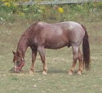 Grappa - Mâle (16 ans)