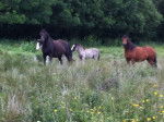 The horses -