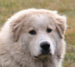 blanco - M&acirc;le (7 ans)