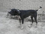 bully kutta -