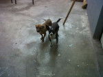 chaparro y chiquita - Femelle (7 ans)