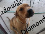 Diamond - Femelle (2 ans)