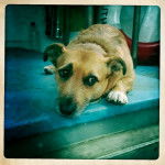 george ferry dog - Mâle