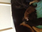 Dutchess and her puppies -