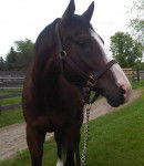 Warm n' Toasty (Toast) - (8 ans)